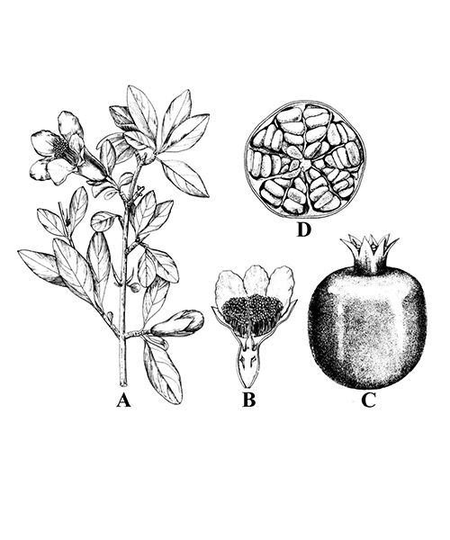 Natural compounds from  Punica granatum